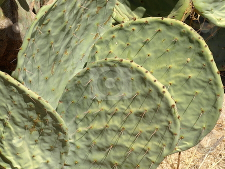 To use this stock image in your creative project, please select the size you need over to the right and click the "Add to Cart" button.
Your downloaded image will come with the Cutcaster watermark removed so don’t worry about the watermark you see on this page. Broad leaf cactus stock photo, Broad leaf cactus showing and abundance of sharp needles by Joseph Ligori