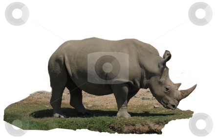 To use this stock image in your creative project, please select the size you need over to the right and click the "Add to Cart" button.
Your downloaded image will come with the Cutcaster watermark removed so don’t worry about the watermark you see on this page. Rhinocerous Isolated stock photo, Rhinocerous and small section of turf isolated on white background by Joseph Ligori