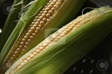 To use this stock image in your creative project, please select the size you need over to the right and click the "Add to Cart" button.
Your downloaded image will come with the Cutcaster watermark removed so don’t worry about the watermark you see on this page. Fresh ears of corn stock photo, Whole fresh raw corn on the cob with husk by Kheng Guan Toh