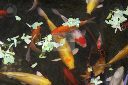 To use this stock image in your creative project, please select the size you need over to the right and click the "Add to Cart" button.
Your downloaded image will come with the Cutcaster watermark removed so don’t worry about the watermark you see on this page. Ornamental goldfish stock photo, Ornamental koi oriental goldfish in pond by Kheng Guan Toh