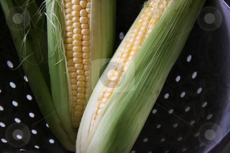 To use this stock image in your creative project, please select the size you need over to the right and click the "Add to Cart" button.
Your downloaded image will come with the Cutcaster watermark removed so don’t worry about the watermark you see on this page. Fresh ears of corn stock photo, Whole fresh raw corn on the cob with husk by Kheng Guan Toh