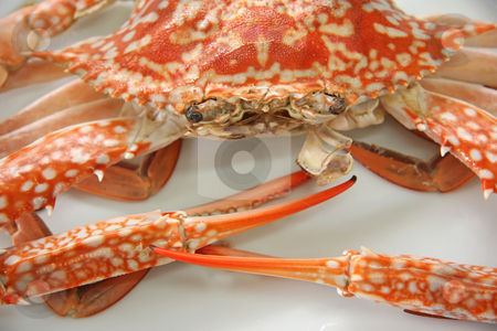 To use this stock image in your creative project, please select the size you need over to the right and click the "Add to Cart" button.
Your downloaded image will come with the Cutcaster watermark removed so don’t worry about the watermark you see on this page. Cooked crab stock photo, Whole fresh cooked king crab on plate by Kheng Guan Toh
