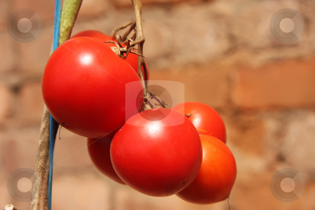 To use this stock image in your creative project, please select the size you need over to the right and click the "Add to Cart" button.
Your downloaded image will come with the Cutcaster watermark removed so don’t worry about the watermark you see on this page. Vine tomatoes stock photo, Whole fresh red tomatoes ripening on the vine by Kheng Guan Toh