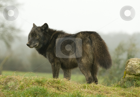 To use this stock image in your creative project, please select the size you need over to the right and click the "Add to Cart" button.
Your downloaded image will come with the Cutcaster watermark removed so don’t worry about the watermark you see on this page. European Wolf looking back over shoulder stock photo, Young female European Wolf in winter coat looking back over her shoulder by Chris Pole