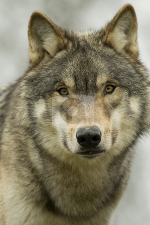 To use this stock image in your creative project, please select the size you need over to the right and click the "Add to Cart" button.
Your downloaded image will come with the Cutcaster watermark removed so don’t worry about the watermark you see on this page. North American Wolf portrait stock photo, Young North American Wolf portrait. This is a young male in winter coat staring straight at the camera by Chris Pole
