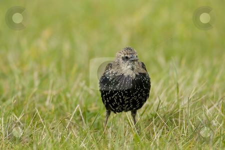 To use this stock image in your creative project, please select the size you need over to the right and click the "Add to Cart" button.
Your downloaded image will come with the Cutcaster watermark removed so don’t worry about the watermark you see on this page. Juvenile Starling stock photo, Juvenile European Starling foraging in short grass by Chris Pole