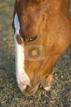 To use this stock image in your creative project, please select the size you need over to the right and click the "Add to Cart" button.
Your downloaded image will come with the Cutcaster watermark removed so don’t worry about the watermark you see on this page. How Horses Eat stock photo, Close-up of a pretty horse eating grass in the light of dusk by Lee Torrens