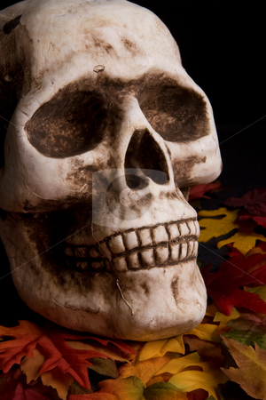 To use this stock image in your creative project, please select the size you need over to the right and click the "Add to Cart" button.
Your downloaded image will come with the Cutcaster watermark removed so don’t worry about the watermark you see on this page. Halloween skull stock photo, by Jose Wilson Araujo