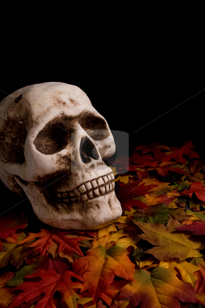 To use this stock image in your creative project, please select the size you need over to the right and click the "Add to Cart" button.
Your downloaded image will come with the Cutcaster watermark removed so don’t worry about the watermark you see on this page. Halloween skull stock photo, by Jose Wilson Araujo
