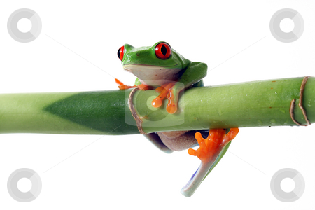 To use this stock image in your creative project, please select the size you need over to the right and click the "Add to Cart" button.
Your downloaded image will come with the Cutcaster watermark removed so don’t worry about the watermark you see on this page. Hang In There stock photo, Red-Eyed Tree Frog hanging from bamboo. Isolated on white background. by Megan Lorenz