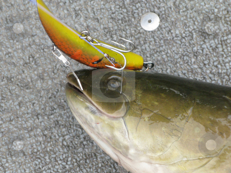 To use this stock image in your creative project, please select the size you need over to the right and click the "Add to Cart" button.
Your downloaded image will come with the Cutcaster watermark removed so don’t worry about the watermark you see on this page. Bowfin fish_amia calva_head with lure stock photo, Detail of bowfin with lure, caught from northen Minnesota's Cutfoot Sioux Lake. by Bruce Peterson