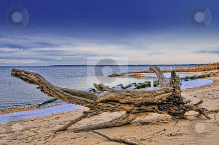 To use this stock image in your creative project, please select the size you need over to the right and click the "Add to Cart" button.
Your downloaded image will come with the Cutcaster watermark removed so don’t worry about the watermark you see on this page. Driftwood stock photo, Large driftwood on winter beach by Tim Doubrava