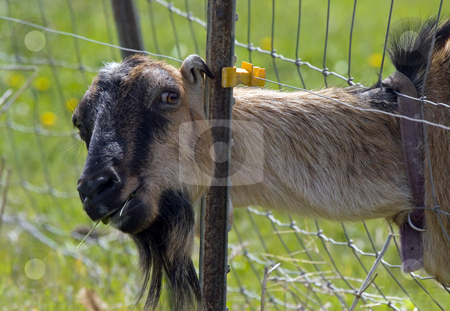 To use this stock image in your creative project, please select the size you need over to the right and click the "Add to Cart" button.
Your downloaded image will come with the Cutcaster watermark removed so don’t worry about the watermark you see on this page. Busted stock photo, A Billy Goat caught with hsi head through the fence proving the grass really is greener on the other side of the fence. by Mike Dawson