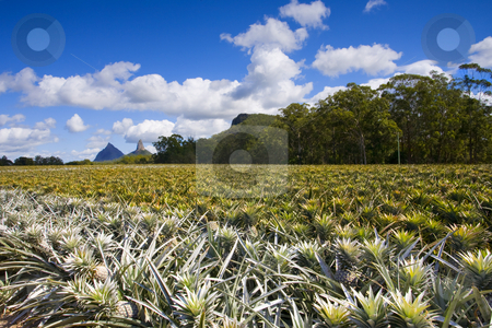 To use this stock image in your creative project, please select the size you need over to the right and click the "Add to Cart" button.
Your downloaded image will come with the Cutcaster watermark removed so don’t worry about the watermark you see on this page. Pineapple Farm stock photo, A pineapple farm under the shadows of the Glasshouse Mountains of Queensland Australia by Mike Dawson