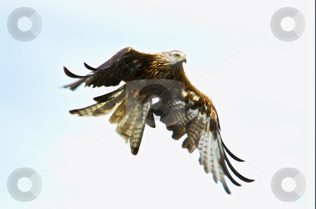 To use this stock image in your creative project, please select the size you need over to the right and click the "Add to Cart" button.
Your downloaded image will come with the Cutcaster watermark removed so don’t worry about the watermark you see on this page. Red Kite in flight stock photo, A Red Kite with plain sky behind, moving from left to right by Stefan Edwards