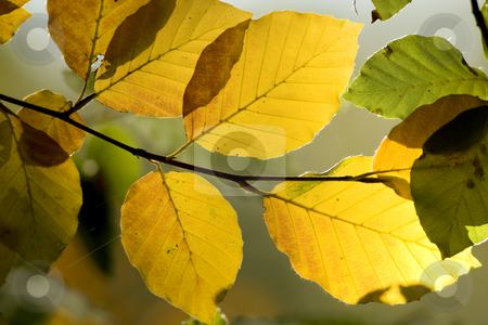 To use this stock image in your creative project, please select the size you need over to the right and click the "Add to Cart" button.
Your downloaded image will come with the Cutcaster watermark removed so don’t worry about the watermark you see on this page. Autumn leaves stock photo, Backlit autumnal leaves still on the tree progressively changing colour by Chris Pole