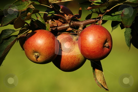 To use this stock image in your creative project, please select the size you need over to the right and click the "Add to Cart" button.
Your downloaded image will come with the Cutcaster watermark removed so don’t worry about the watermark you see on this page. Tree Apples stock photo, Three red apples on a apple-tree with green background by David Nebesky