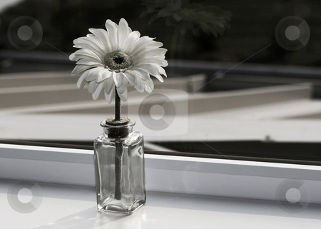 To use this stock image in your creative project, please select the size you need over to the right and click the "Add to Cart" button.
Your downloaded image will come with the Cutcaster watermark removed so don’t worry about the watermark you see on this page. Sweet Daisy stock photo, Single white daisy in a vase in a window sill. by Nikki Rose