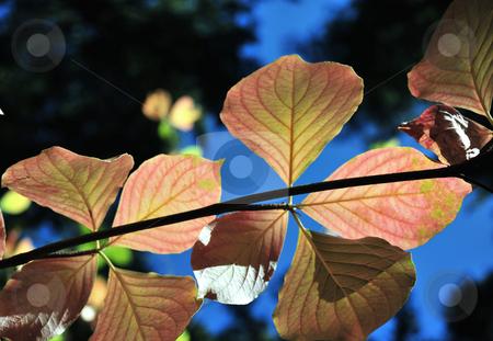 To use this stock image in your creative project, please select the size you need over to the right and click the "Add to Cart" button.
Your downloaded image will come with the Cutcaster watermark removed so don’t worry about the watermark you see on this page. Colorful Autumn Dogwood Leaves stock photo, Fall colors starting to show in the Dogwood tree leaves. by Lynn Bendickson