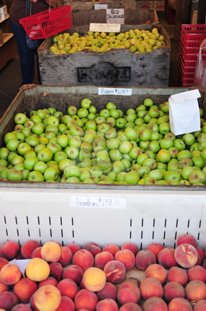 To use this stock image in your creative project, please select the size you need over to the right and click the "Add to Cart" button.
Your downloaded image will come with the Cutcaster watermark removed so don’t worry about the watermark you see on this page. Farmers Market Fruit stock photo, Fresh fruit on display at a farmers market, peaches and different kinds of apples. by Lynn Bendickson