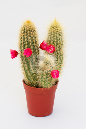 To use this stock image in your creative project, please select the size you need over to the right and click the "Add to Cart" button.
Your downloaded image will come with the Cutcaster watermark removed so don’t worry about the watermark you see on this page. Cactus stock photo, Cactus with colorful flowers by Inge Schepers