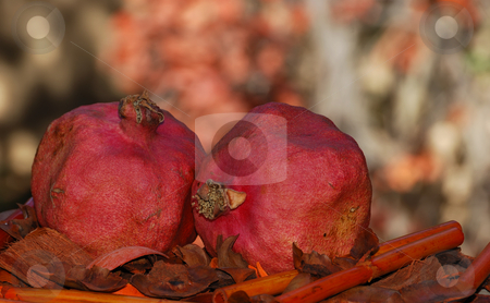 To use this stock image in your creative project, please select the size you need over to the right and click the "Add to Cart" button.
Your downloaded image will come with the Cutcaster watermark removed so don’t worry about the watermark you see on this page. Pomegranates stock photo, Two dried red pomegranates surrounded with fall colors by Denis Radovanovic