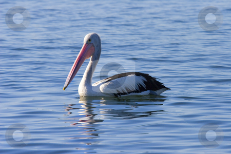 To use this stock image in your creative project, please select the size you need over to the right and click the "Add to Cart" button.
Your downloaded image will come with the Cutcaster watermark removed so don’t worry about the watermark you see on this page. Australian Pelican Reflected stock photo, An Australian Pelican floating on calm waters off the coast near Caloundra. by Mike Dawson