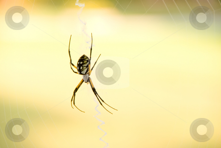 To use this stock image in your creative project, please select the size you need over to the right and click the "Add to Cart" button.
Your downloaded image will come with the Cutcaster watermark removed so don’t worry about the watermark you see on this page. Writing Spider stock photo, A writing or scribbler orb weaver spider. by Robert Byron
