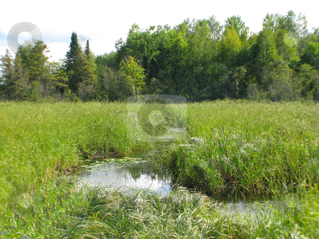 To use this stock image in your creative project, please select the size you need over to the right and click the "Add to Cart" button.
Your downloaded image will come with the Cutcaster watermark removed so don’t worry about the watermark you see on this page. Water_marsh_wilderness stock photo, Secluded stream meanders through the marshes in northern Minnesota wilderness by Bruce Peterson