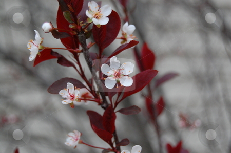 To use this stock image in your creative project, please select the size you need over to the right and click the "Add to Cart" button.
Your downloaded image will come with the Cutcaster watermark removed so don’t worry about the watermark you see on this page. Plum blossoms in spring stock photo, Plum blossoms in spring by Heather Shelley