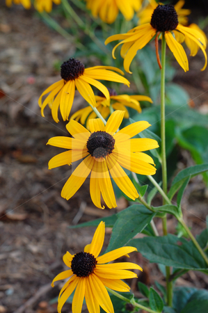 To use this stock image in your creative project, please select the size you need over to the right and click the "Add to Cart" button.
Your downloaded image will come with the Cutcaster watermark removed so don’t worry about the watermark you see on this page. Black eyed susan in Autumn stock photo, by Heather Shelley
