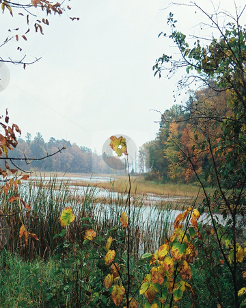 To use this stock image in your creative project, please select the size you need over to the right and click the "Add to Cart" button.
Your downloaded image will come with the Cutcaster watermark removed so don’t worry about the watermark you see on this page. Misty marsh wilderness_autumn colors stock photo, The turning of the foliage shows through the misty marsh environment in the Chippewa National Forest in northern Minnesota. by Bruce Peterson