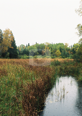 To use this stock image in your creative project, please select the size you need over to the right and click the "Add to Cart" button.
Your downloaded image will come with the Cutcaster watermark removed so don’t worry about the watermark you see on this page. Deep wilderness on dark autumn day stock photo, Gray mist blankets the marsh and dense Minnesota north woods on a dark autumn day. by Bruce Peterson