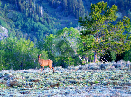 To use this stock image in your creative project, please select the size you need over to the right and click the "Add to Cart" button.
Your downloaded image will come with the Cutcaster watermark removed so don’t worry about the watermark you see on this page. Elk.cow.GTNP stock photo, Elk cow at morning light in Grand Teton National Park. by Clay Anthony