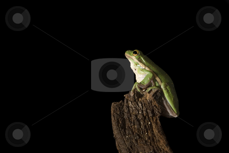 To use this stock image in your creative project, please select the size you need over to the right and click the "Add to Cart" button.
Your downloaded image will come with the Cutcaster watermark removed so don’t worry about the watermark you see on this page. Green Tree Frog Pre-Leap stock photo, A Green Tree Frog (Hyla cinerea) prepares to leap into the unknown. isolated on a black background. by A Cotton Photo