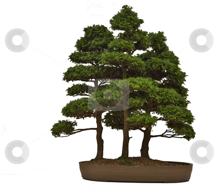 To use this stock image in your creative project, please select the size you need over to the right and click the "Add to Cart" button.
Your downloaded image will come with the Cutcaster watermark removed so don’t worry about the watermark you see on this page. Isolated bonsai conifer trees stock photo, by Mark Smith