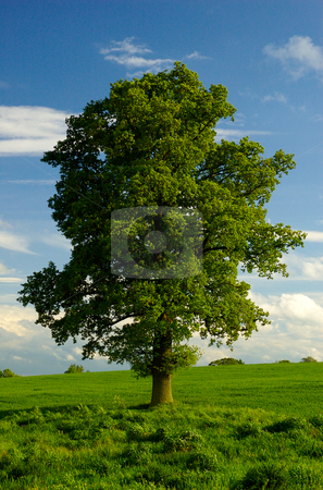 To use this stock image in your creative project, please select the size you need over to the right and click the "Add to Cart" button.
Your downloaded image will come with the Cutcaster watermark removed so don’t worry about the watermark you see on this page. A Young Mature Lone English Oak Tree stock photo, by Mark Smith