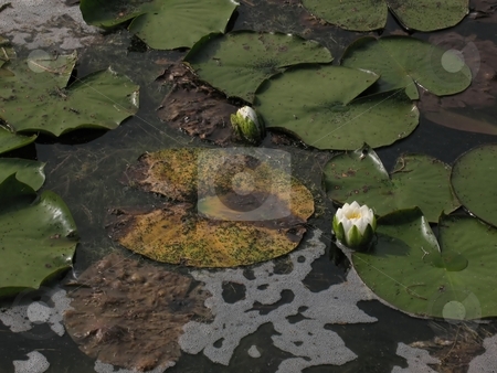 To use this stock image in your creative project, please select the size you need over to the right and click the "Add to Cart" button.
Your downloaded image will come with the Cutcaster watermark removed so don’t worry about the watermark you see on this page. White Water Lily stock photo, Water lily plants on the edge of Scugog Island in Ontario. by Ray Carpenter