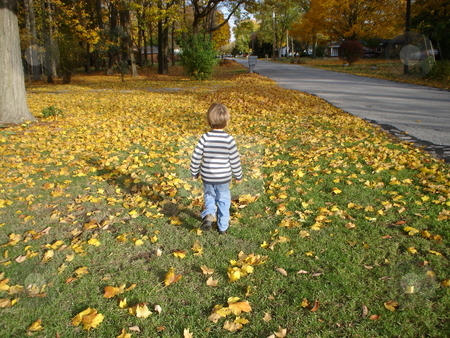 To use this stock image in your creative project, please select the size you need over to the right and click the "Add to Cart" button.
Your downloaded image will come with the Cutcaster watermark removed so don’t worry about the watermark you see on this page. Child walking in fallen yellow leaves stock photo, Child/Toddler walking in fallen yellow leaves. by Heather Shelley