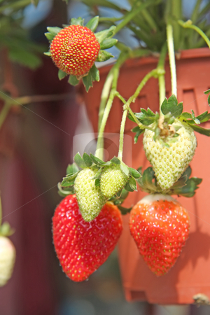 To use this stock image in your creative project, please select the size you need over to the right and click the "Add to Cart" button.
Your downloaded image will come with the Cutcaster watermark removed so don’t worry about the watermark you see on this page. Strawberry plants stock photo, Strawberries growing on the plant fresh produce by Kheng Guan Toh