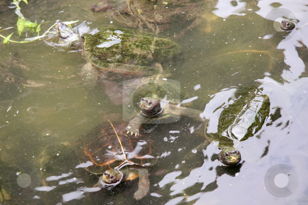To use this stock image in your creative project, please select the size you need over to the right and click the "Add to Cart" button.
Your downloaded image will come with the Cutcaster watermark removed so don’t worry about the watermark you see on this page. Tortoises stock photo, Several tortoises swimming in a pond by Kheng Guan Toh