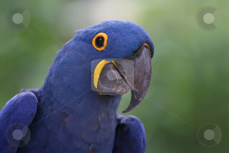 To use this stock image in your creative project, please select the size you need over to the right and click the "Add to Cart" button.
Your downloaded image will come with the Cutcaster watermark removed so don’t worry about the watermark you see on this page. Hyacinth Macaw stock photo, Closeup of a beautiful Hyacinth Macaw. by Megan Lorenz