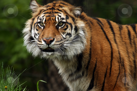 To use this stock image in your creative project, please select the size you need over to the right and click the "Add to Cart" button.
Your downloaded image will come with the Cutcaster watermark removed so don’t worry about the watermark you see on this page. Tiger stock photo, Closeup of a Sumatran Tiger by Megan Lorenz