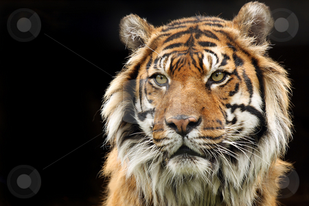 To use this stock image in your creative project, please select the size you need over to the right and click the "Add to Cart" button.
Your downloaded image will come with the Cutcaster watermark removed so don’t worry about the watermark you see on this page. Sumatran Tiger stock photo, Sumatran Tiger against a black background. by Megan Lorenz