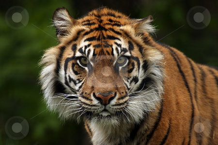 To use this stock image in your creative project, please select the size you need over to the right and click the "Add to Cart" button.
Your downloaded image will come with the Cutcaster watermark removed so don’t worry about the watermark you see on this page. Tiger stock photo, Closeup of a Sumatran Tiger by Megan Lorenz