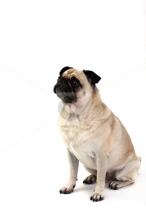 To use this stock image in your creative project, please select the size you need over to the right and click the "Add to Cart" button.
Your downloaded image will come with the Cutcaster watermark removed so don’t worry about the watermark you see on this page. Pug stock photo, Closeup of a Pug. by Megan Lorenz
