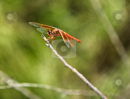 To use this stock image in your creative project, please select the size you need over to the right and click the "Add to Cart" button.
Your downloaded image will come with the Cutcaster watermark removed so don’t worry about the watermark you see on this page. Dragonfly stock photo, Red dragonfly perched on a bare twig by Scott Griessel