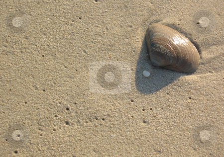 To use this stock image in your creative project, please select the size you need over to the right and click the "Add to Cart" button.
Your downloaded image will come with the Cutcaster watermark removed so don’t worry about the watermark you see on this page. Seashell on Sandy Beach stock photo, Close-up of a seashell on a sandy beach in early morning light. by Rosi Berry