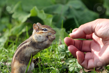 To use this stock image in your creative project, please select the size you need over to the right and click the "Add to Cart" button.
Your downloaded image will come with the Cutcaster watermark removed so don’t worry about the watermark you see on this page. Shared Moment stock photo, Chipmunk taking a peanut from man's hand. by Megan Lorenz