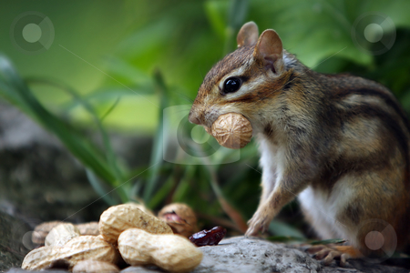 To use this stock image in your creative project, please select the size you need over to the right and click the "Add to Cart" button.
Your downloaded image will come with the Cutcaster watermark removed so don’t worry about the watermark you see on this page. Greed stock photo, Chipmunk with peanuts against blurred background. by Megan Lorenz